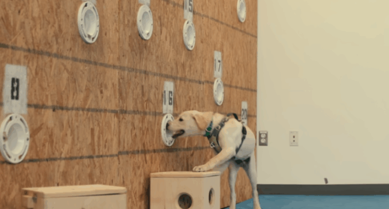 Inside the Mind of a Dog Netflix Review