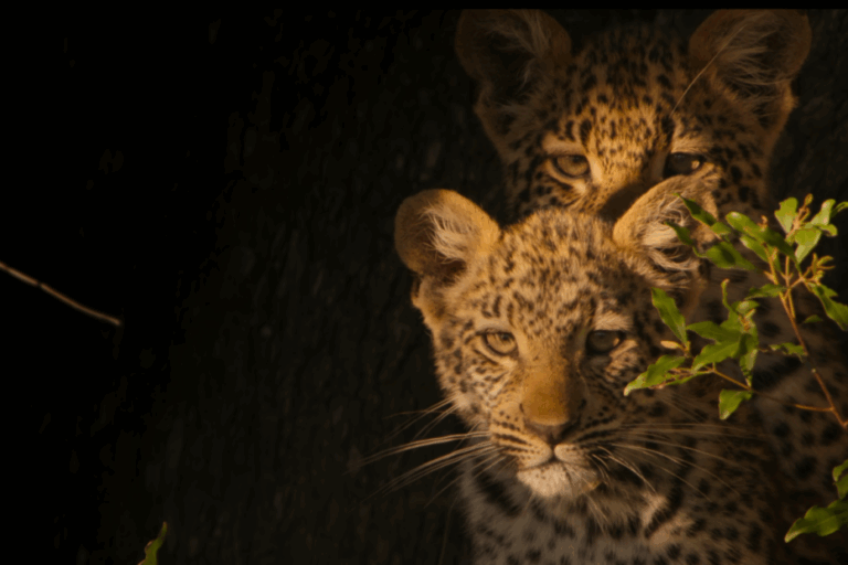 Living With Leopards