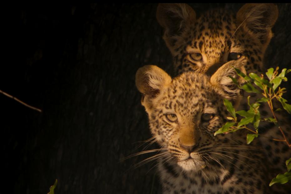 Living With Leopards